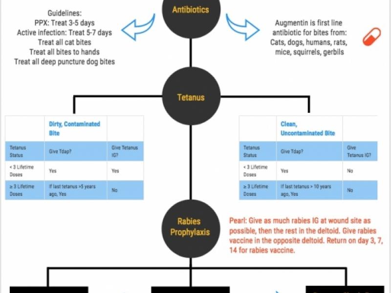 Back to Basics: Bites in the ED