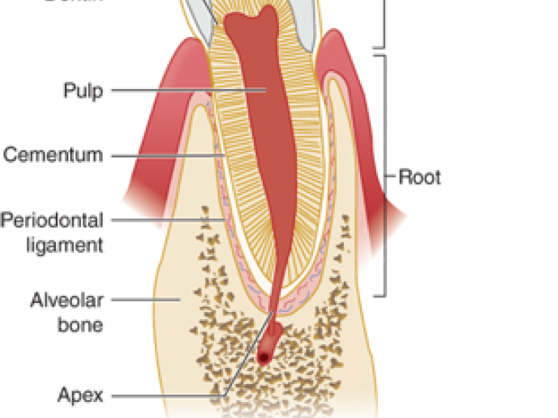 Back to Basics: Dental Trauma